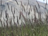 Hordeum turkestanicum