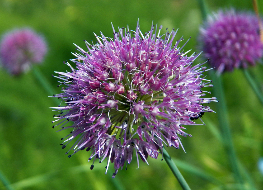 Image of Allium hymenorhizum specimen.