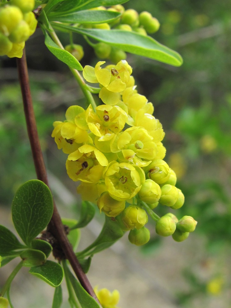 Image of Berberis iberica specimen.