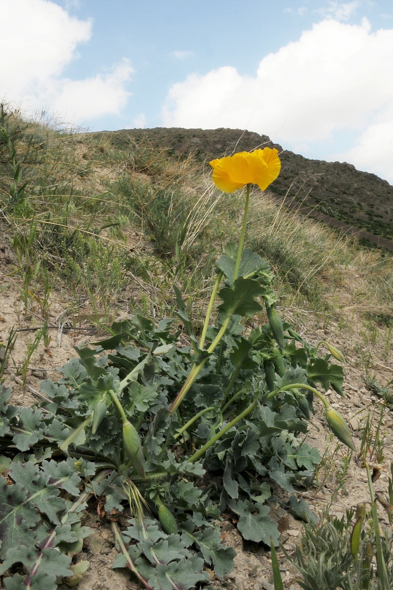 Image of Glaucium fimbrilligerum specimen.