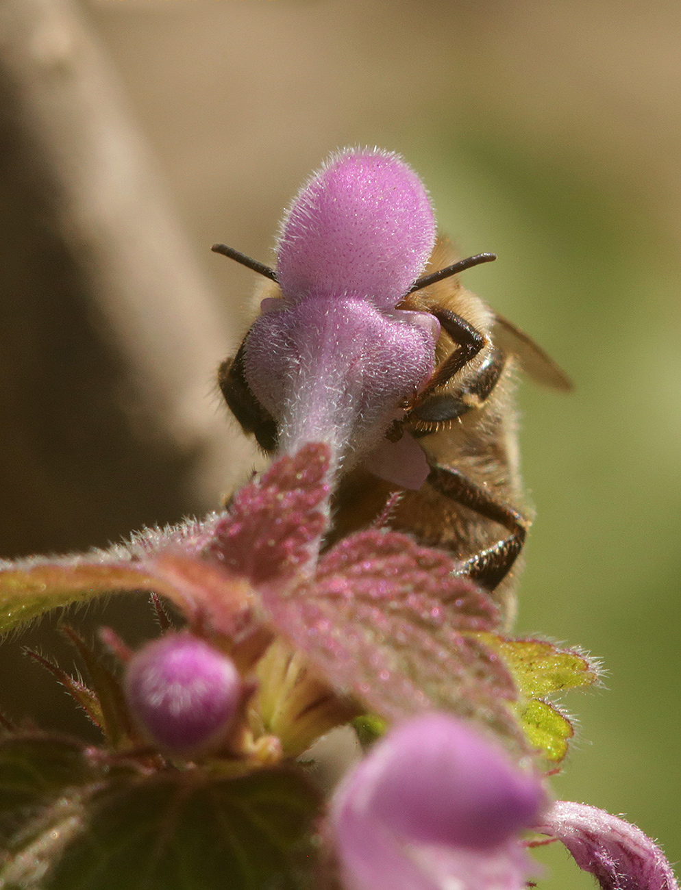 Изображение особи Lamium purpureum.