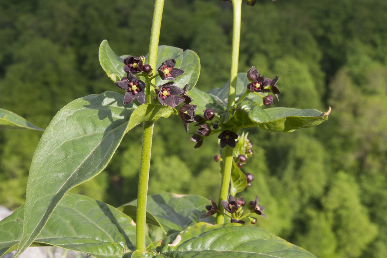 Image of Vincetoxicum scandens specimen.