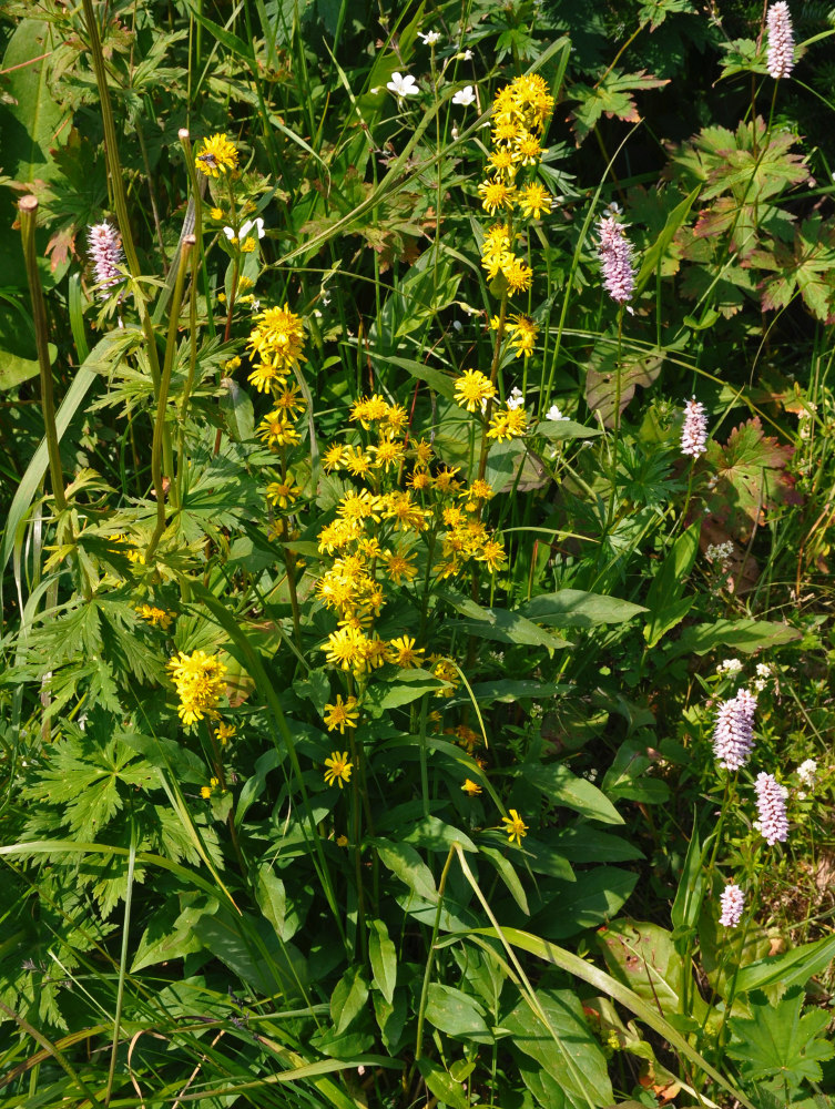 Image of Solidago virgaurea specimen.