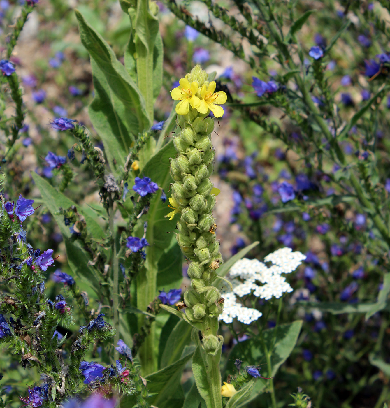 Image of Verbascum thapsus specimen.