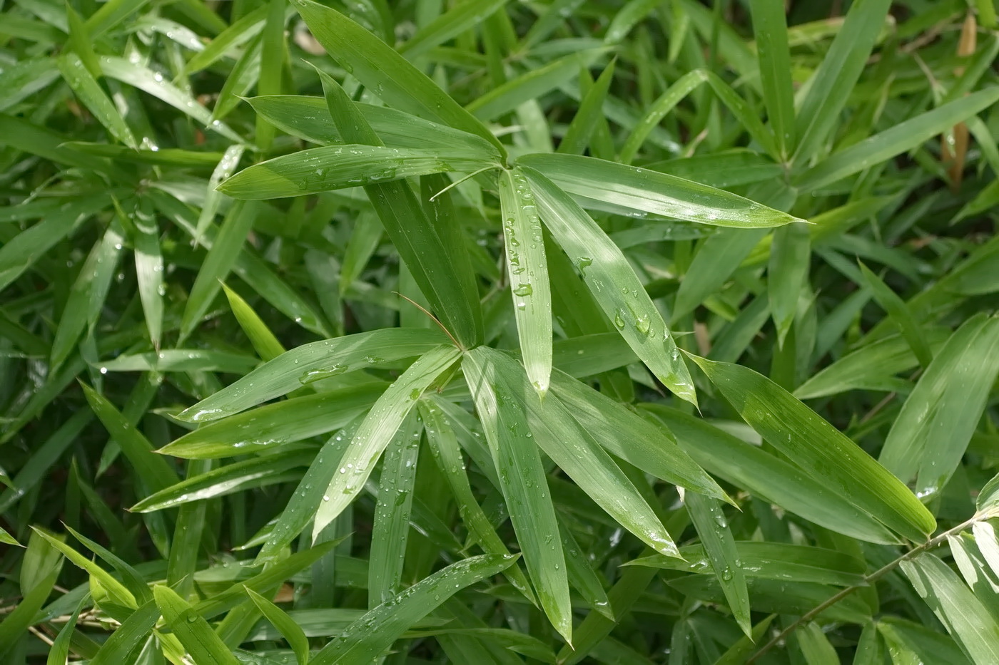 Image of familia Poaceae specimen.