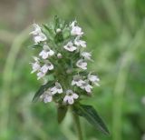 Thymus marschallianus