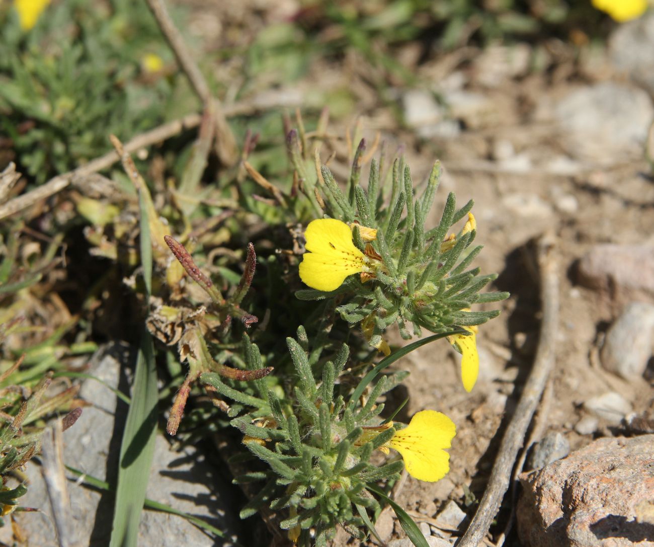 Image of genus Ajuga specimen.
