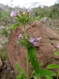 Clinopodium integerrimum