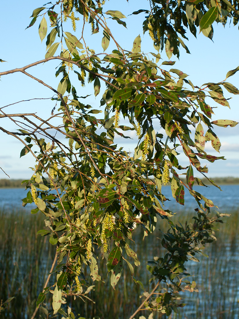 Image of Salix pentandra specimen.