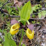 Cypripedium calceolus. Верхушка растения с цветками. Якутия, Алданский р-н, сев. окр. г. Алдана, тайга. 28.06.2016.