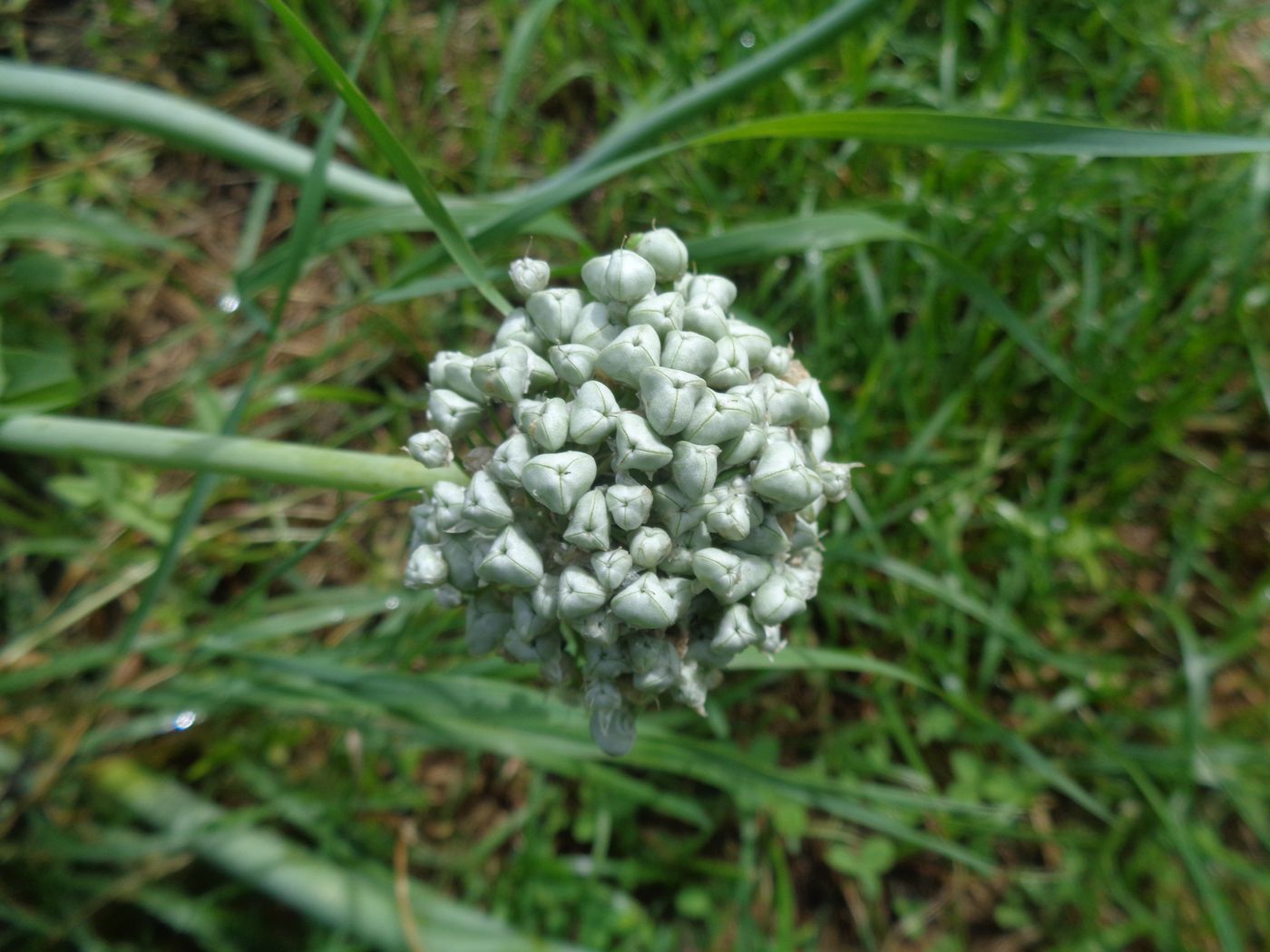 Image of Allium cepa specimen.