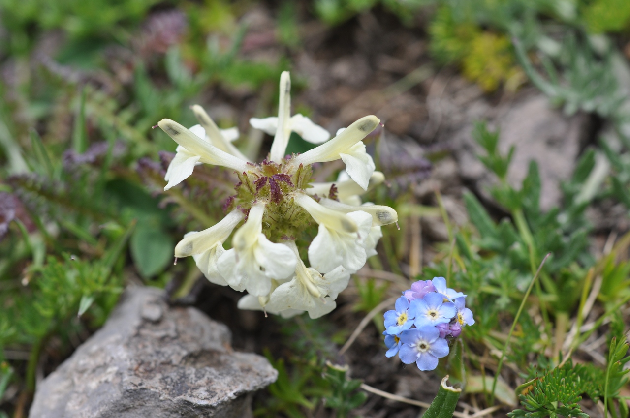 Изображение особи Pedicularis armena.