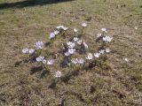 Crocus vernus. Группа цветущих растений. Тверская обл., г. Тверь, городской сад, газон, в культуре. 15.04.2019.