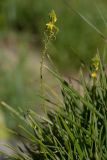 genus Bulbine. Верхушка побега с соцветием. Испания, Каталония, г. Барселона, гора Монжуик, травянистый склон. 30.03.2019.