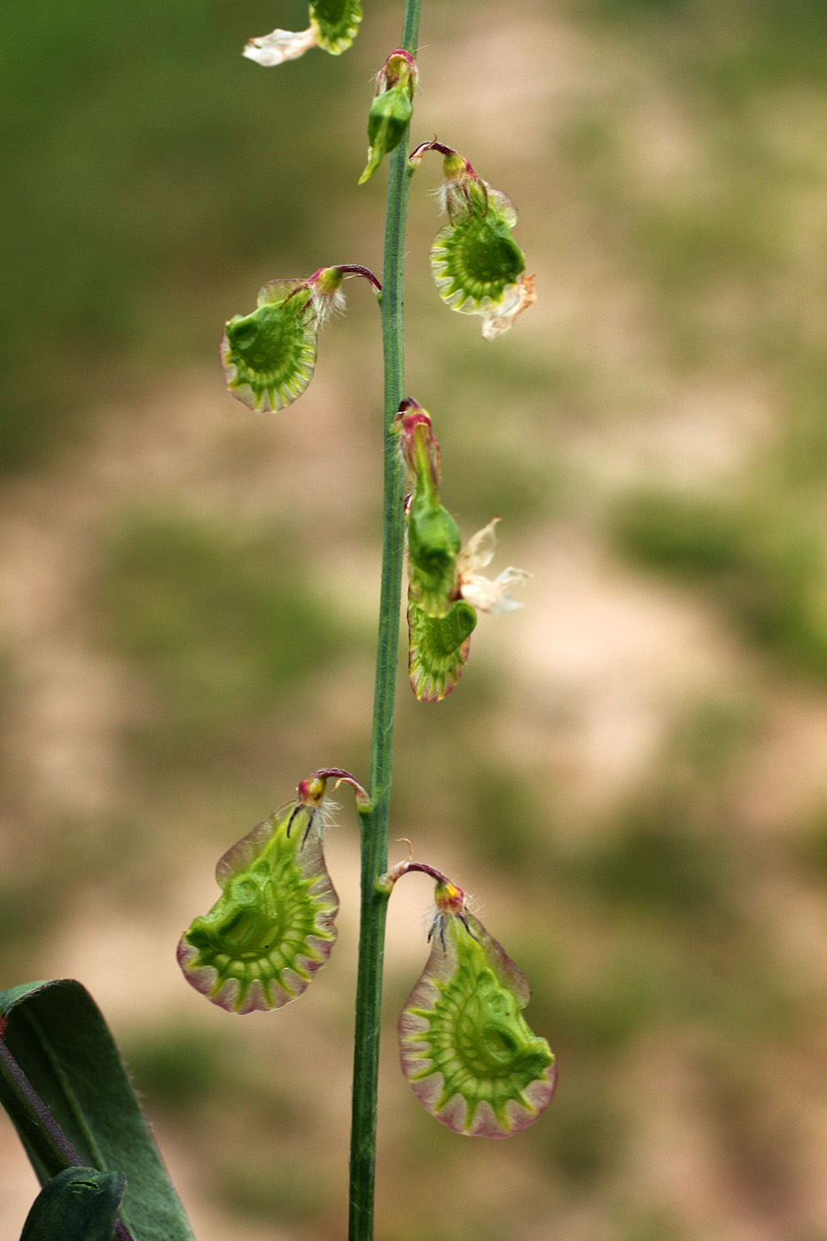 Изображение особи Onobrychis pulchella.