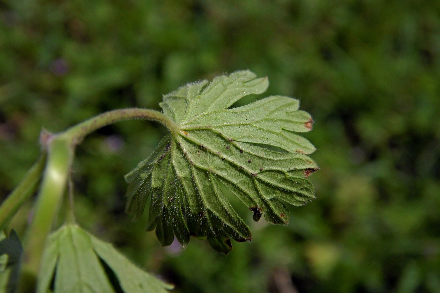 Изображение особи Geranium pusillum.