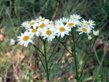 Pyrethrum corymbosum. Соцветия с кормящимся жуком. Ульяновск, Заволжский р-н, дубовая роща вблизи биатлонного стадиона. 08.06.2019.