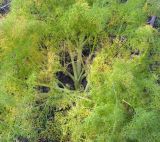 familia Apiaceae