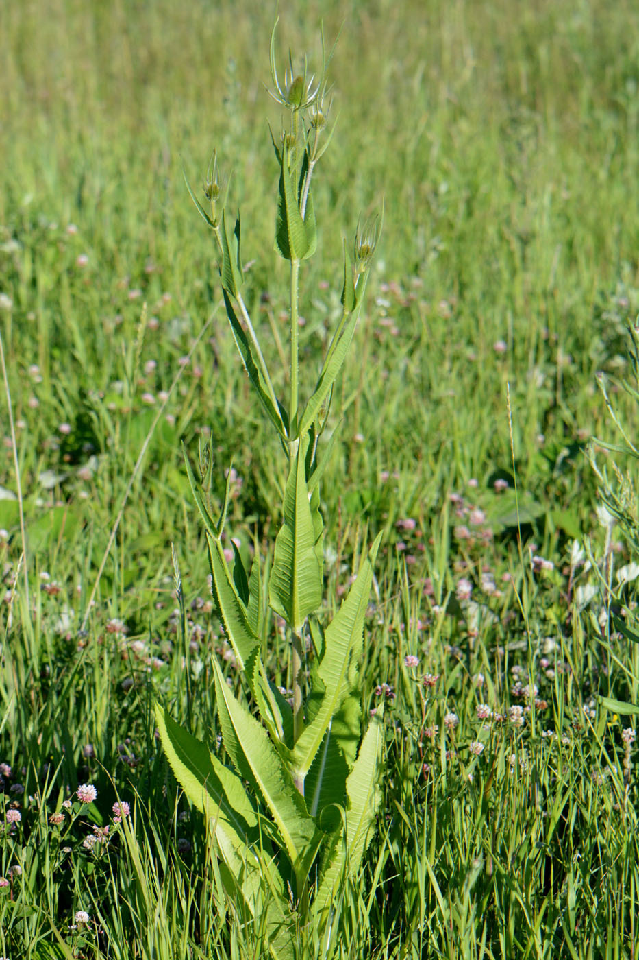 Изображение особи Dipsacus fullonum.