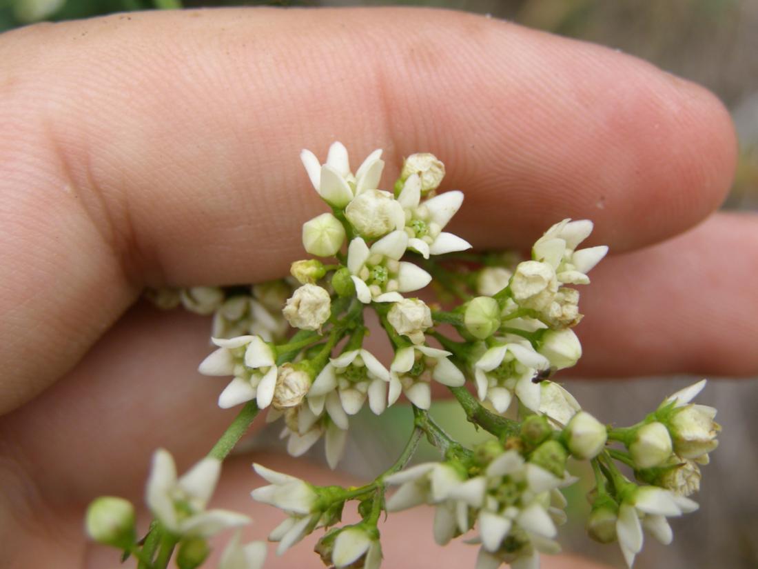 Image of Vincetoxicum hirundinaria specimen.