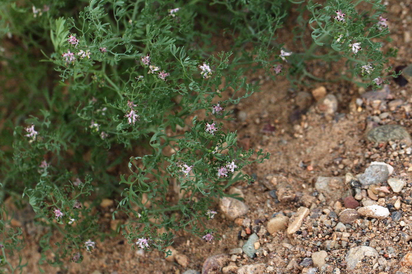 Image of Fumaria parviflora specimen.