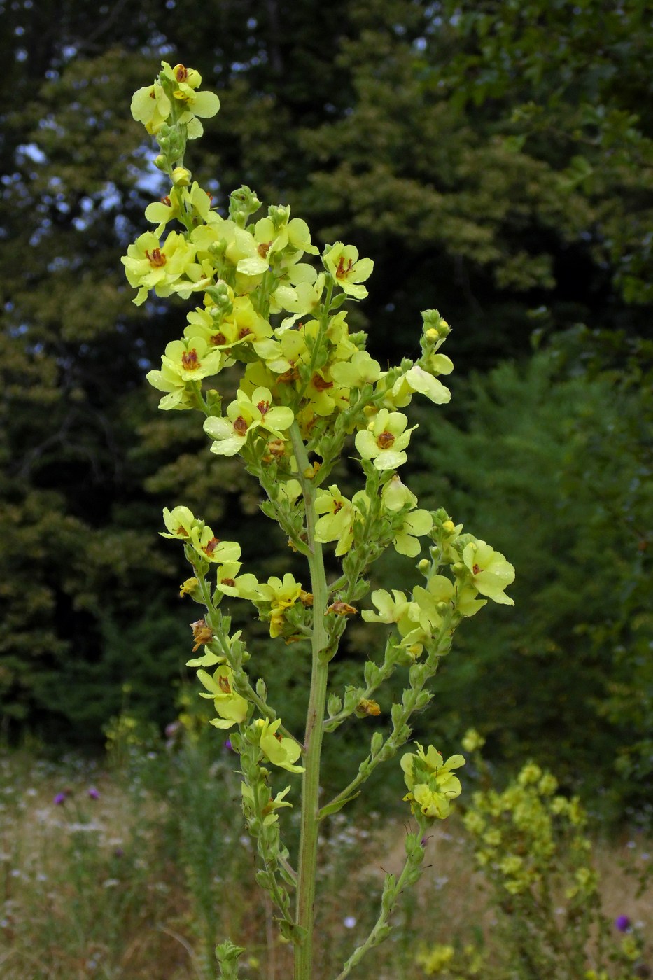 Изображение особи Verbascum pyramidatum.