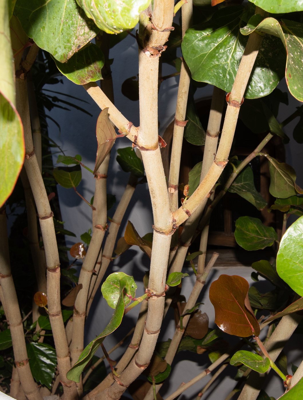 Image of Coccoloba uvifera specimen.