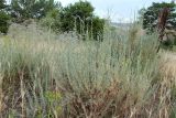 Bassia prostrata