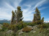 Pinus sibirica. Вегетирующие растения (низкорослая высокогорная ветровая форма). Казахстан, Центральный Алтай, окр. оз. Рахмановское, пер. Радостный, ≈ 2200 м н.у.м. 26 июня 2019 г.