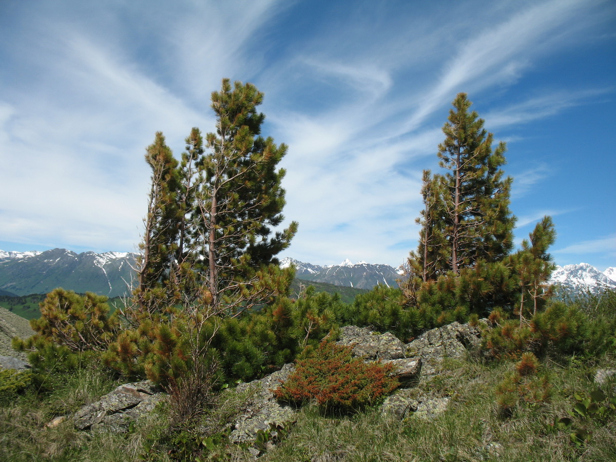 Изображение особи Pinus sibirica.