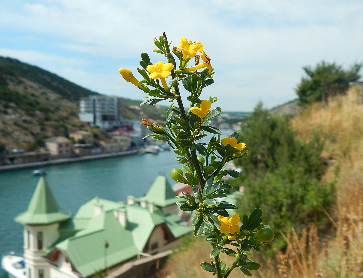 Изображение особи Jasminum fruticans.