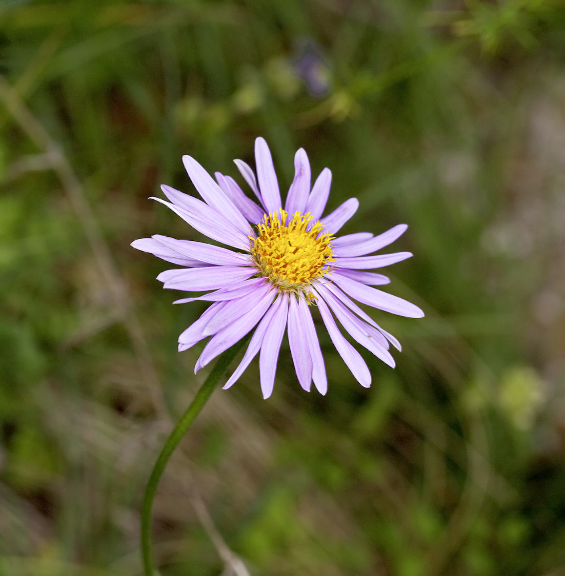 Изображение особи род Aster.