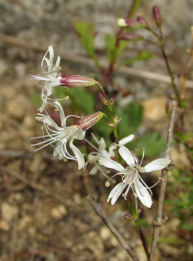 Image of Silene foliosa specimen.