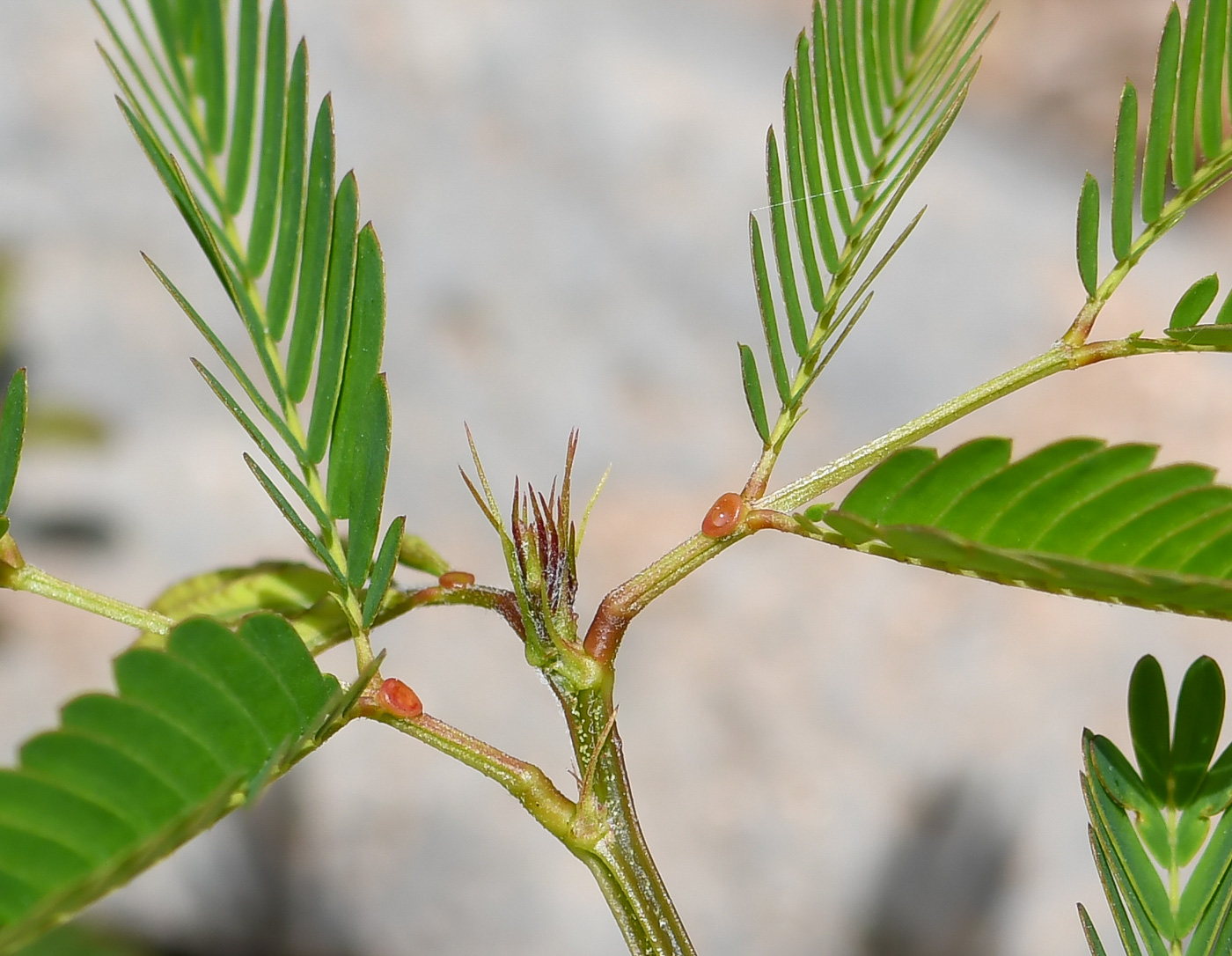 Изображение особи Desmanthus pernambucanus.