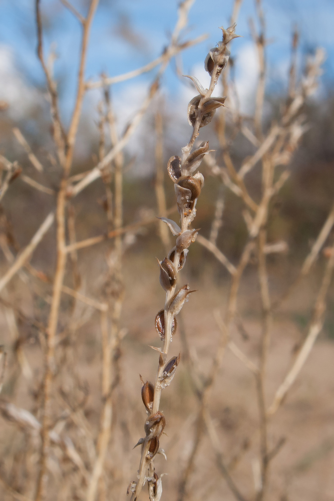 Image of Corispermum ucrainicum specimen.