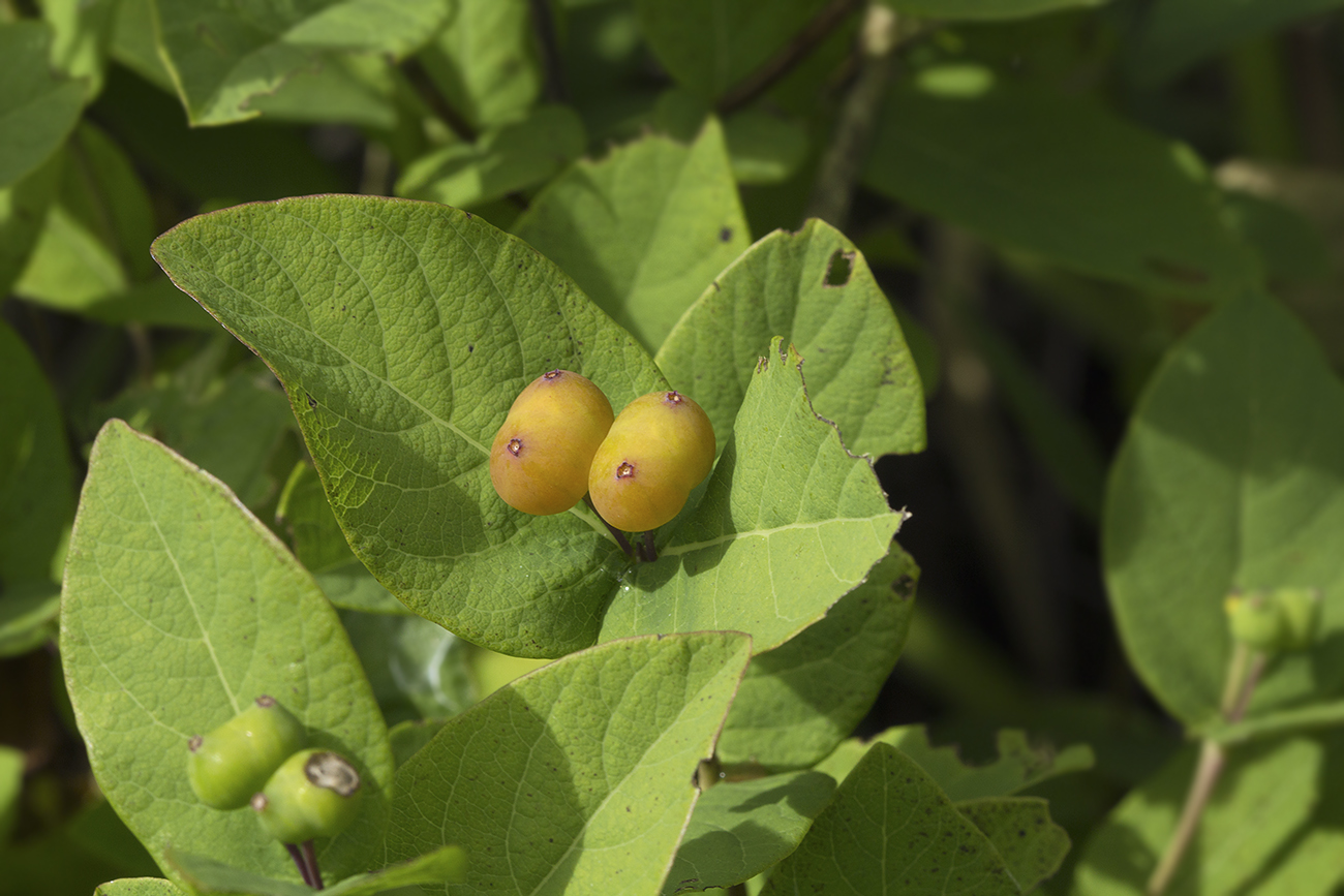 Image of Lonicera chamissoi specimen.