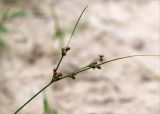 Juncus tenuis