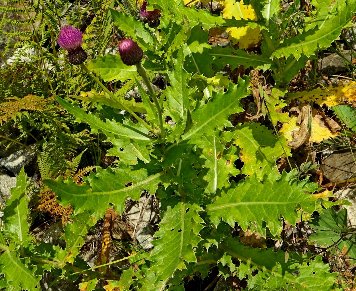 Изображение особи род Cirsium.