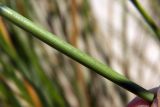 Ammophila arenaria