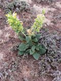 Eremostachys rotata