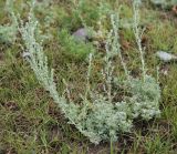 Artemisia frigida