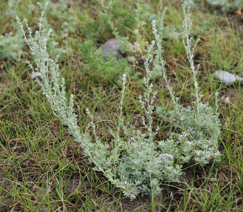 Image of Artemisia frigida specimen.