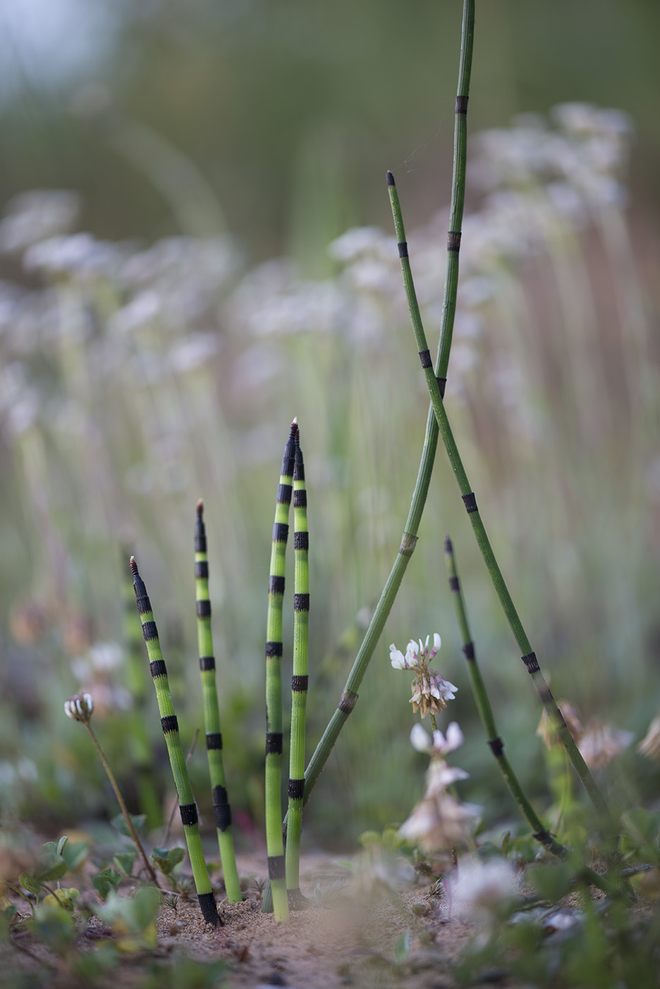 Изображение особи Equisetum hyemale.