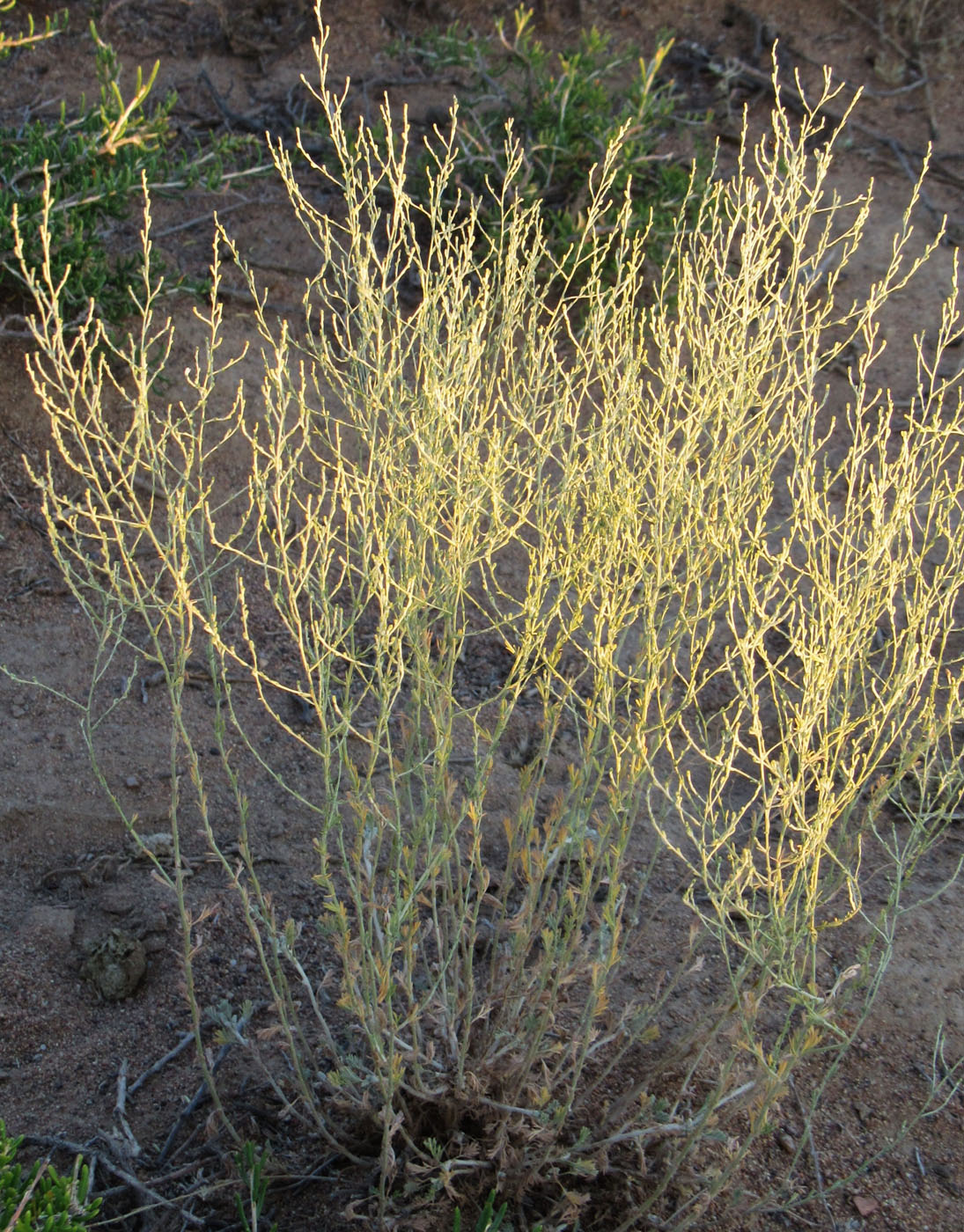 Image of genus Artemisia specimen.