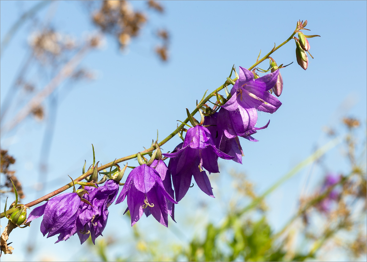 Изображение особи Campanula rapunculoides.