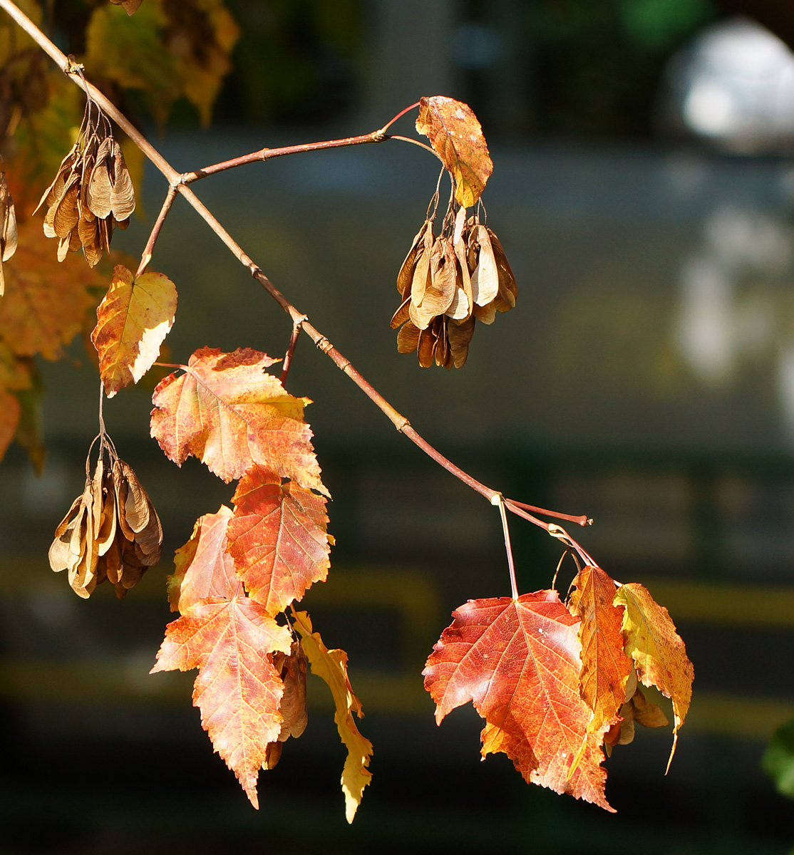 Image of Acer ginnala specimen.