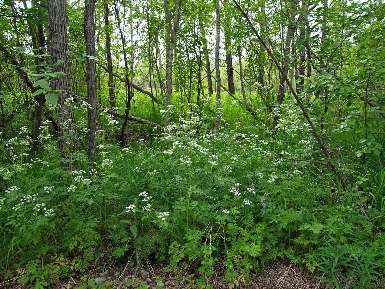 Изображение особи Anthriscus sylvestris.