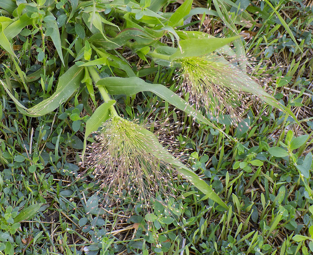 Изображение особи Panicum capillare.