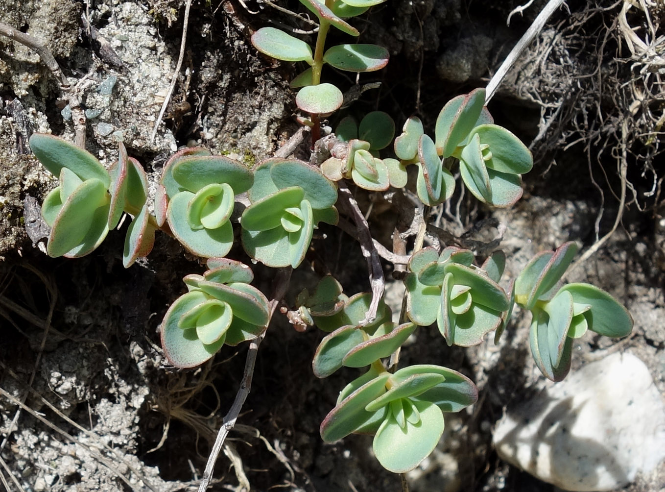 Изображение особи Hylotelephium ewersii.