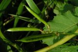 Astragalus glycyphyllos. Плоды. Республика Алтай, Майминский р-н, окр. с. Соузга. 08.08.2010.